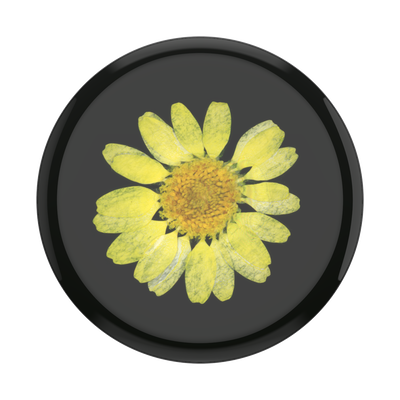 Secondary image for hover Pressed Flower Yellow Daisy