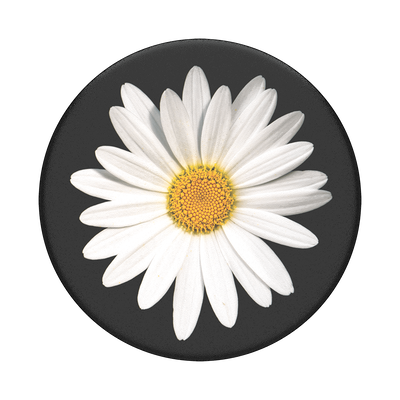 White Daisy